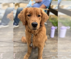 Goldendoodle Dog Breeder near EXETER, RI, USA