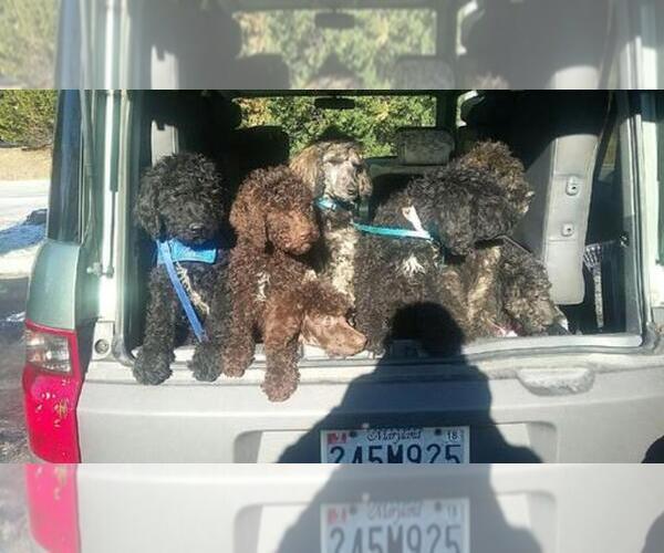 Medium Photo #1  Breeder Profile in CROFTON, MD, USA