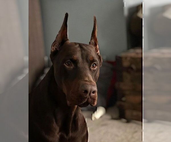 Medium Photo #53  Breeder Profile in FORT LAUDERDALE, FL, USA