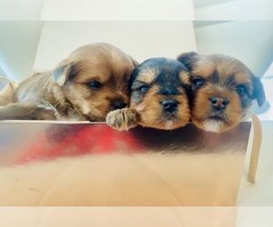 Yorkshire Terrier Dog Breeder near HAGERSTOWN, MD, USA