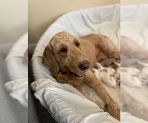 Goldendoodle-Poodle (Standard) Mix Dog Breeder in LOUISBURG,  USA