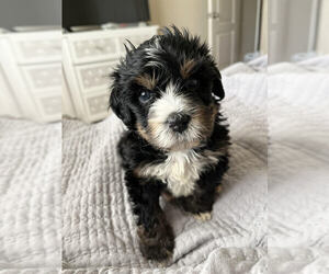 Bernedoodle (Miniature) Dog Breeder near ORLANDO, FL, USA