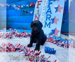 Medium Breeder Profile Photo