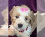 Small breeder photo