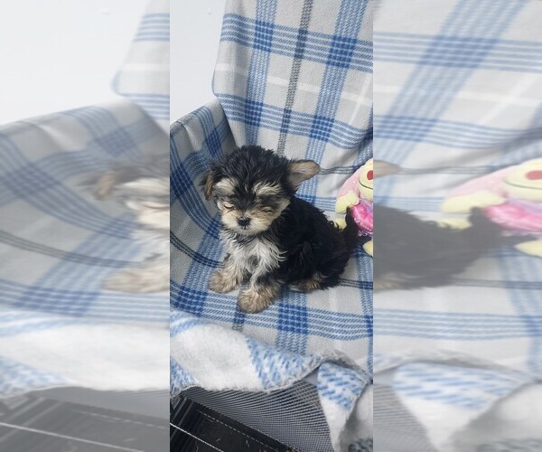Medium Photo #5  Breeder Profile in CENTENNIAL, CO, USA