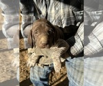 Small #12 Breeder Profile image