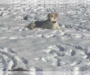 Poodle (Standard) Dog Breeder near SNOW CAMP, NC, USA