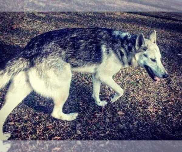 Medium Photo #1  Breeder Profile in JEFFERSON, TX, USA