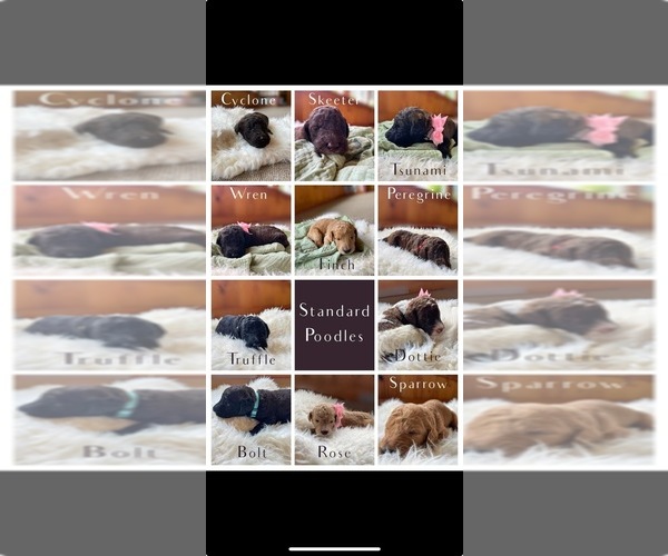 Medium Photo #1  Breeder Profile in KOKOMO, IN, USA