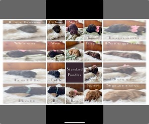 Poodle (Standard) Dog Breeder near KOKOMO, IN, USA