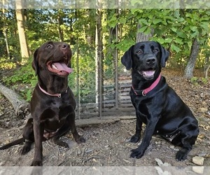Labrador Retriever Dog Breeder near CLOVERDALE, VA, USA