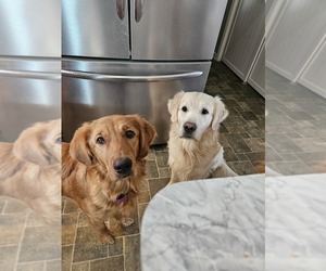Golden Retriever Dog Breeder near ORRTANNA, PA, USA