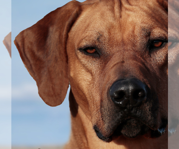 Medium Photo #5  Breeder Profile in CALDWELL, TX, USA