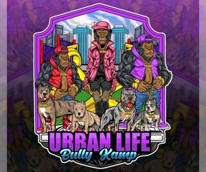 American Bully Dog Breeder near BROOKLYN, NY, USA