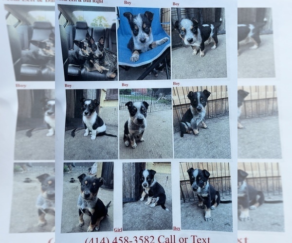 Medium Photo #1  Breeder Profile in MILWAUKEE, WI, USA