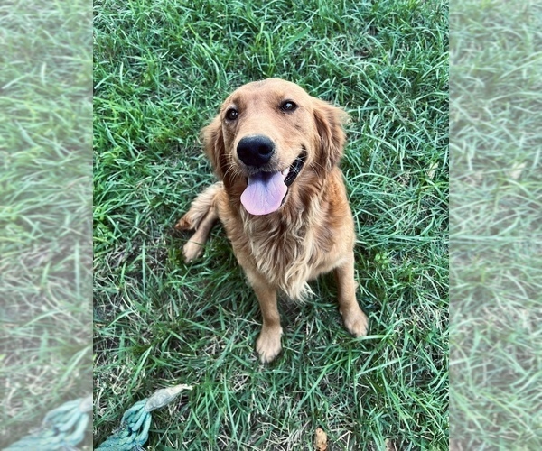 Medium Photo #1  Breeder Profile in BOSTON, KY, USA