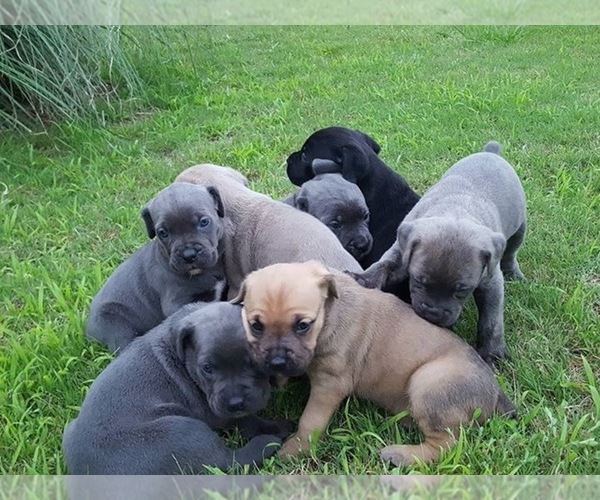 Medium Photo #1  Breeder Profile in CANTON, GA, USA
