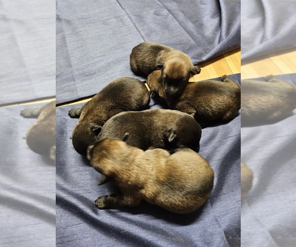 Medium Photo #5  Breeder Profile in SHICKSHINNY, PA, USA