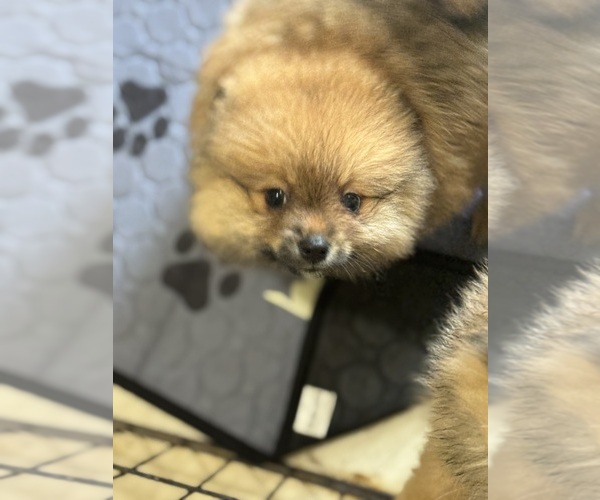 Medium Photo #11  Breeder Profile in BLACKSHEAR, GA, USA