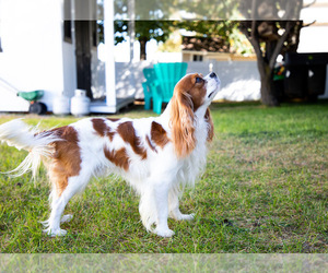Cavalier King Charles Spaniel Dog Breeder in SANDY,  USA