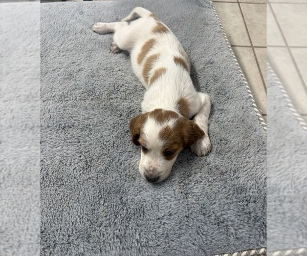 Medium Photo #8  Breeder Profile in MILES, TX, USA