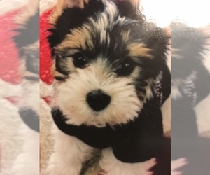 Yorkshire Terrier Dog Breeder near WINDER, GA, USA