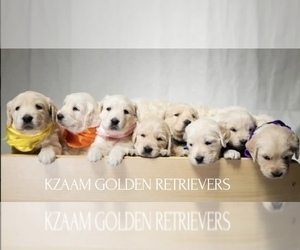 Golden Retriever Dog Breeder near PEORIA, AZ, USA