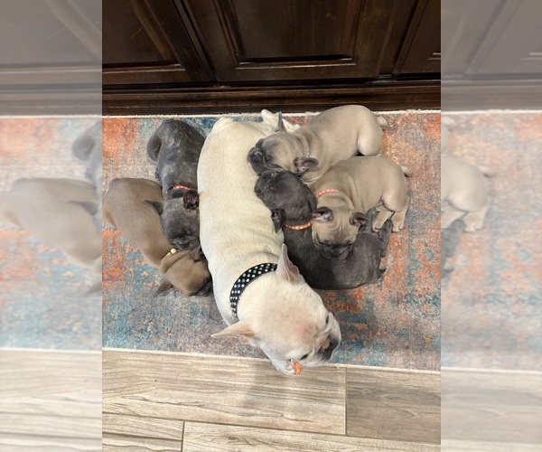 Medium Photo #5  Breeder Profile in CANYON, TX, USA