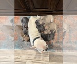 Small #4 Breeder Profile image