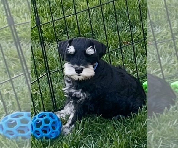 Medium Photo #2  Breeder Profile in WOLCOTTVILLE, IN, USA