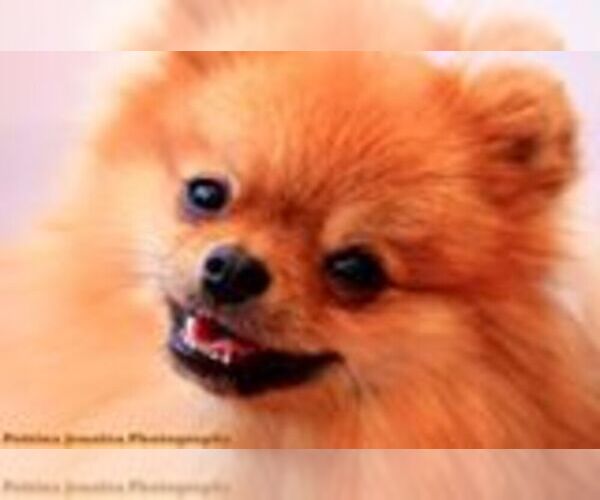 Medium Photo #1  Breeder Profile in RESEDA, CA, USA