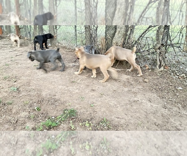 Medium Photo #1  Breeder Profile in NORMAN, OK, USA