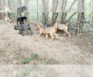 Cane Corso Dog Breeder near NORMAN, OK, USA