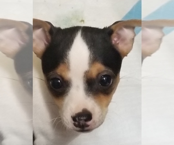 Medium Photo #10  Breeder Profile in WHITAKERS, NC, USA