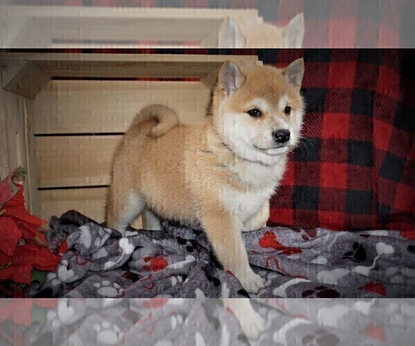 Medium Photo #19  Breeder Profile in LUBLIN, WI, USA