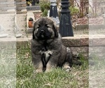 Small #56 Breeder Profile image
