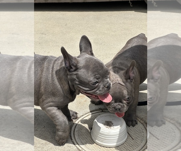 Medium Photo #9  Breeder Profile in SALINAS, CA, USA