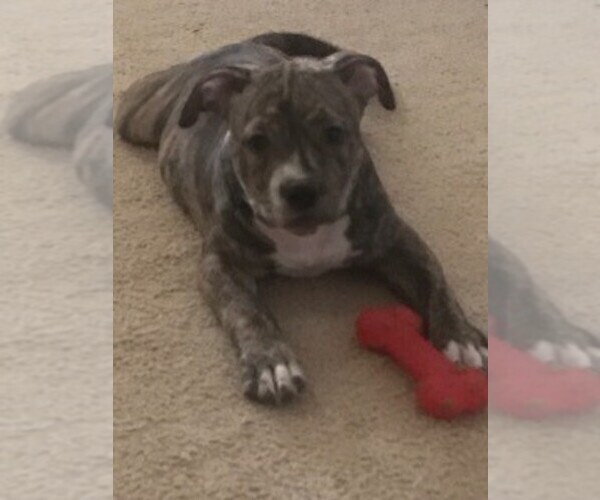 Medium Photo #1  Breeder Profile in CHARLOTTE, NC, USA