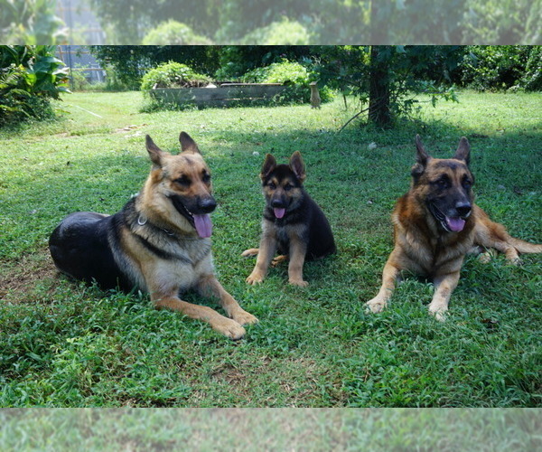 Medium Photo #1  Breeder Profile in BENSON, NC, USA