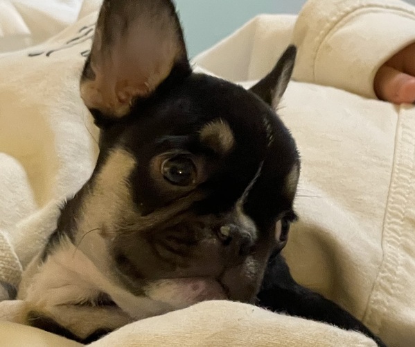 Medium Photo #2  Breeder Profile in BREA, CA, USA