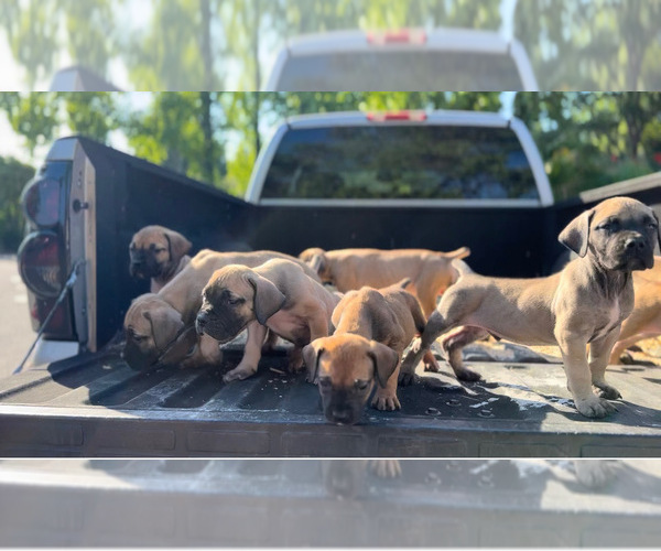 Medium Photo #6  Breeder Profile in STOCKTON, CA, USA