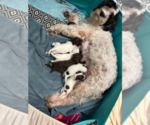 Small #9 Breeder Profile image