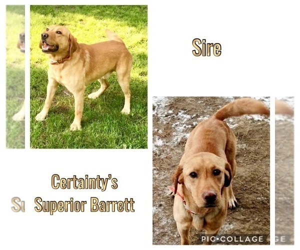 Medium Photo #3  Breeder Profile in PAW PAW, MI, USA