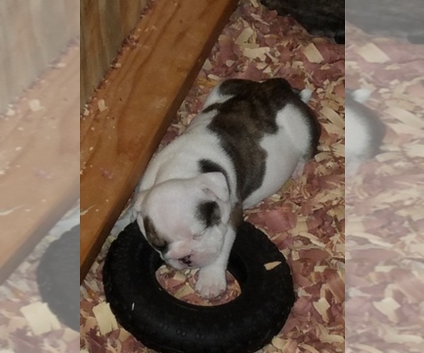 Medium Photo #1  Breeder Profile in STATESVILLE, NC, USA