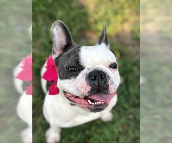 Medium Photo #1  Breeder Profile in FRUITLAND, MD, USA