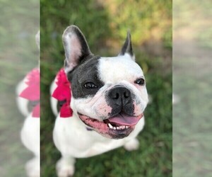 French Bulldog Dog Breeder near FRUITLAND, MD, USA
