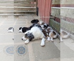Small #9 Breeder Profile image