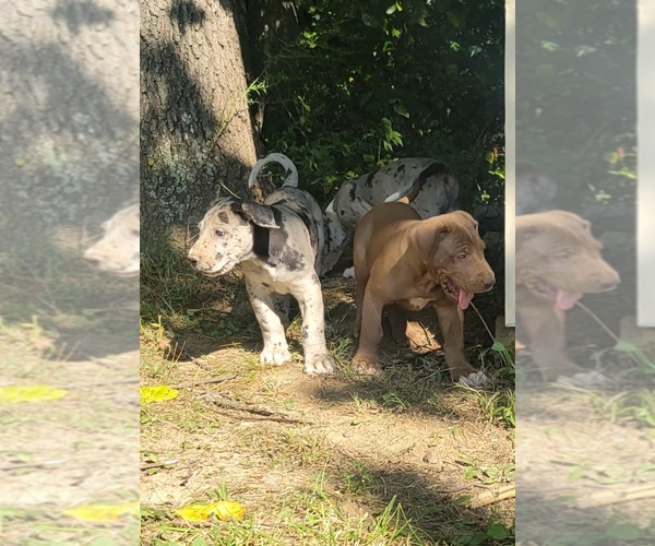 Medium Photo #10  Breeder Profile in HARDINSBURG, IN, USA