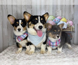 Main photo of Cowboy Corgi Dog Breeder near ONEIDA, TN, USA
