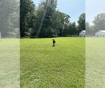 Small Photo #7  Breeder Profile in LAFAYETTE, TN, USA